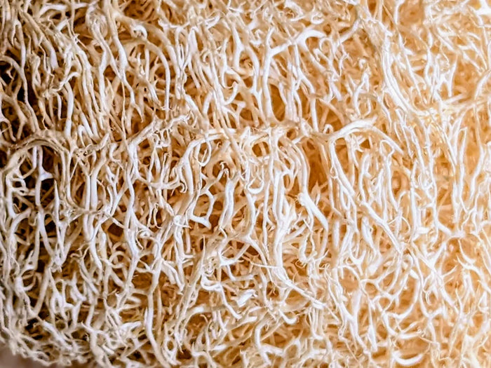 Detailfoto van het natuurlijke vezelnetwerk van gedroogde loofah