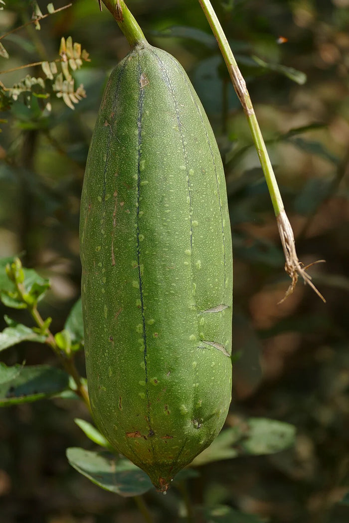 Een groene luffavrucht tussen de bladeren van de klimplant